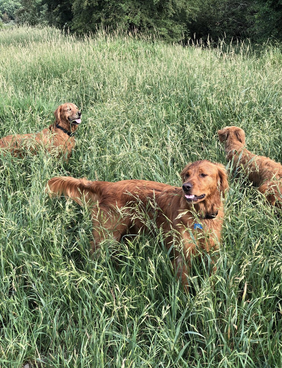 all three dogs