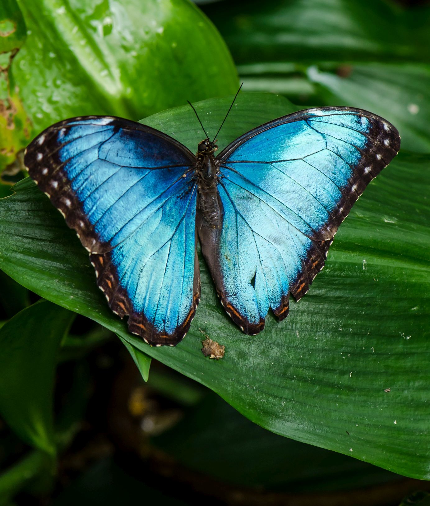 Blue Morpho