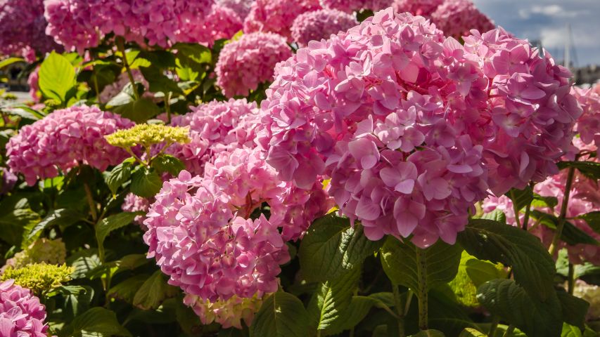 hydrangea