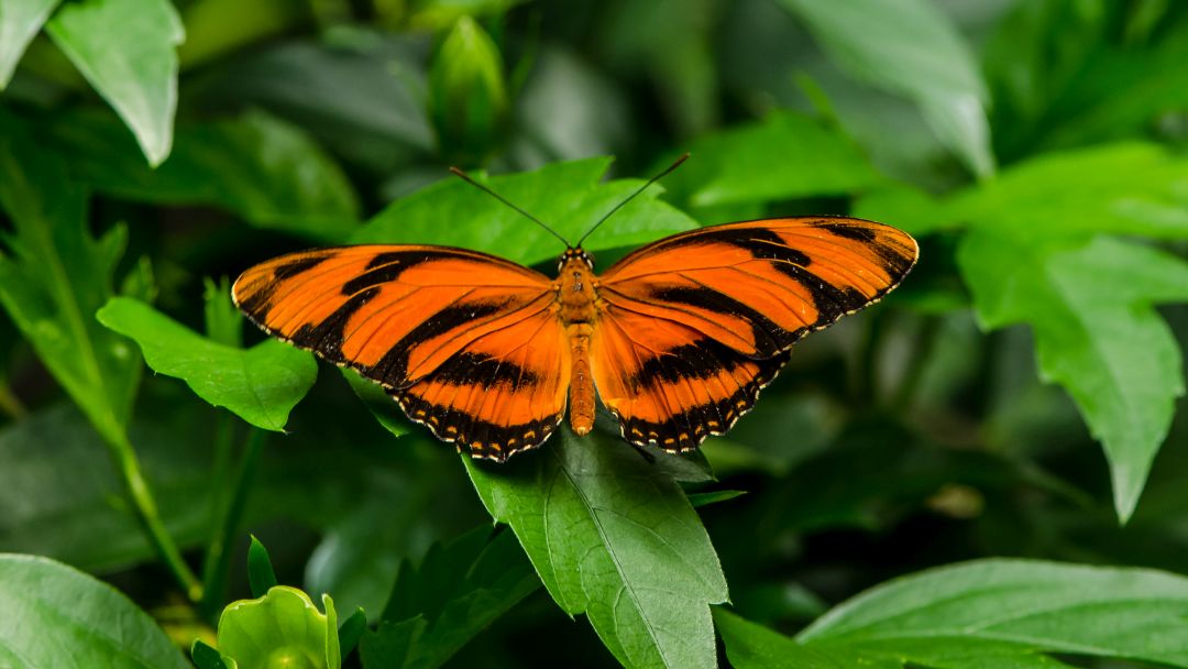 Orange Butterfly