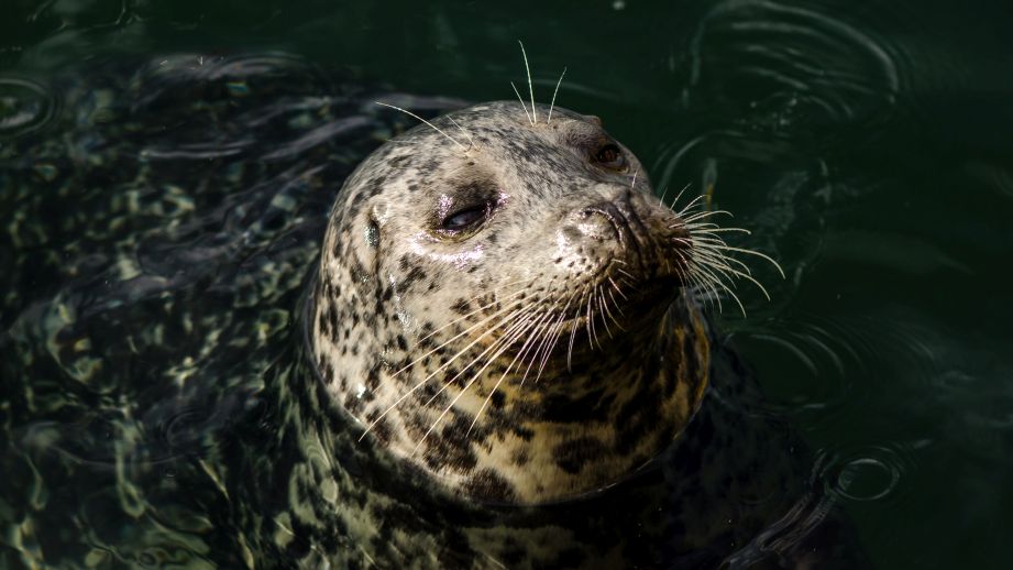 Seal in the water